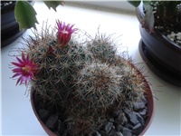 a47dc299-Mammillaria Swinglei_.jpg